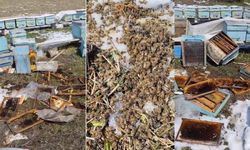 Kış uykusundan uyanan ayılar arılı kovanlara saldırdı