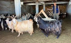 Yüksekova'da kar besicileri zorluyor