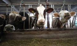 Çiftçilere 350 milyon 968 bin lira tarımsal destekleme ödemesi yapılacak