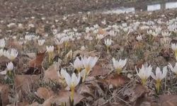 Özalp’te baharın müjdecisi çiğdemler açtı