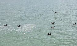 Nesli tehlike altında! Van Gölü'nde görüntülendi