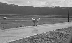 Van'daki köpek dehşetinin görüntüleri ortaya çıktı