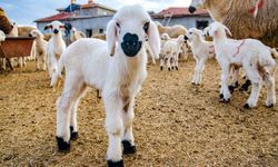 10 soruda Kırsalda Bereket Küçükbaşa Destek Projesi