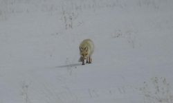 Van’da doğanın zorlu yüzü