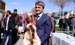 Van’ın en güzel kuzusu ‘Süslü’ oldu