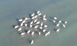 Van Gölü havzası göçmen kuşlarla renklendi