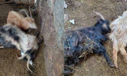 Kurt saldırısında çok sayıda hayvan telef oldu!