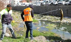 İnci kefalinin göç yolundaki atıklar temizlendi