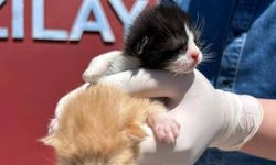 Van'da anne kedi doğum için anaokulunu seçti