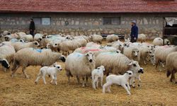 Van’da kırsala yeni destek: Başvurular başladı
