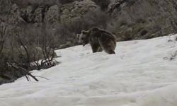 Kış uykusundan uyanan ayı yerleşim yerine indi