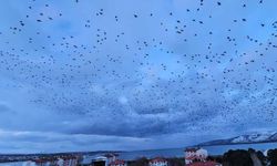 Gökyüzünü kaplayan binlerce kuş görsel şölen sundu