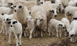 TİGEM, küçükbaş hayvan satacak