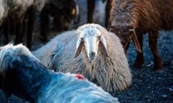 Kurban bağışında "sahte dernek" riski