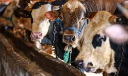 Diyanet, vekaletle kurban kesim bedelini açıkladı