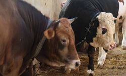 Kurbanlık alacaklara "yaş" uyarısı