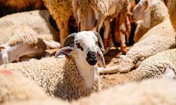 Diyanet İşleri açıkladı: Karar Resmi Gazete'de yayımlandı