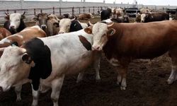 Bakanlık yasakladı: O bölgeye kurbanlık girişi yapılmayacak