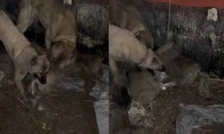 Van'da ahıra girmeye çalışan kurdu kangallar telef etti