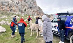 Van'da eşek kurtarma operasyonu