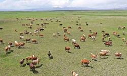 Tarım ve Orman Bakanlığı'ndan 'mera' açıklaması