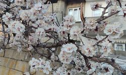 Van’da meyve ağaçları görsel şölen oluşturuyor