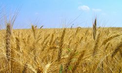 Van’da tarım verimliliği çok düşük: Güneydoğu ile Van arasında fark çarpıcı boyutta!