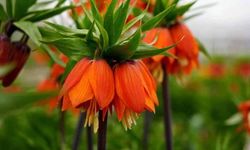 Bu çiçeği koparmanın cezası 700 bin lira!