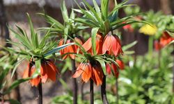 Cezayı duyan bir adım geri çekiliyor