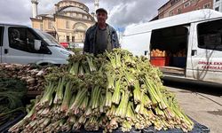 Yüksekova’da ‘yayla muzu’ mesaisi başladı