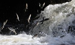 Van Balığı av yasağı yarın başlıyor