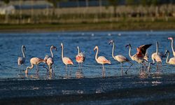 Van'da flamingolar için 7/24 denetim