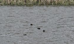 Van Gölü havzasında 'Mavi Gaga' heyecanı