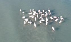 Van Gölü havzası zarif misafirlerini ağırlıyor