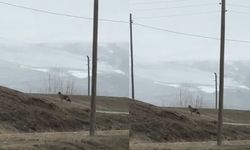 Van'da kent merkezine inen kurt, cep telefonuyla görüntülendi