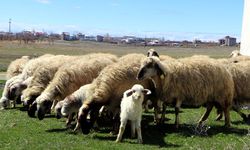 Dünyada sadece Van'da bulunuyor! Sevindiren gelişme...