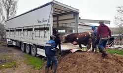 Van’dan batıya kurbanlık sevkiyatı başladı