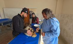 Van'daki depremde enkaz altından çıkarılan kuzular tedavi altına alındı