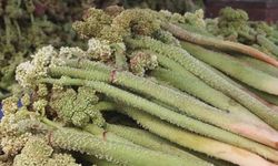 Kanser savaşçısı olarak anılıyor! Uçkuna talep arttı