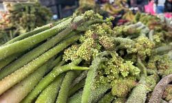 Yayla muzu uçkun tezgaha çıktı