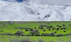 Hakkari'nin bir tarafında bahar diğer tarafında kış yaşanıyor