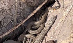 Brezilya’nın ‘Yılan Adası’ değil Yüksekova