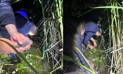 Van'da kaçak avlanan 100 kilo inci kefali, yeniden suya bırakıldı