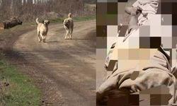 Van'da bir sokak köpeği dehşeti daha: 11 yaşındaki çocuk son anda kurtuldu