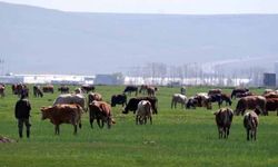 Kurban satışlarında sosyal medya tuzağı
