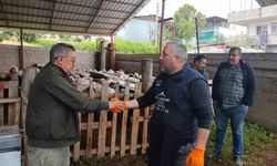 Kurbanlıklar satışa çıktı, pazarlıklar kızıştı
