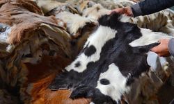 Kurban derileri Türk deri sektörüne can suyu oluyor