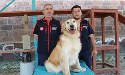 Van AFAD'ın kahraman köpeği köpük’ten büyük başarı