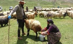 Yüksekova'da berivanların yayla mesaisi başladı