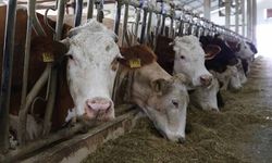 Küçük ölçekli üreticiler için "Gelir Garantili Besicilik Projesi" devreye alındı
